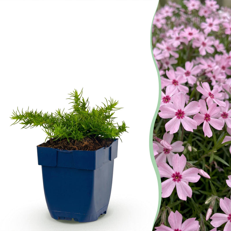 Green boutiQ - Vasteplant - Phlox Rosette - Vlambloem - Bodembedekkend - Roze - 12 Planten - Pot 11cm - Hoogte 15-25cm