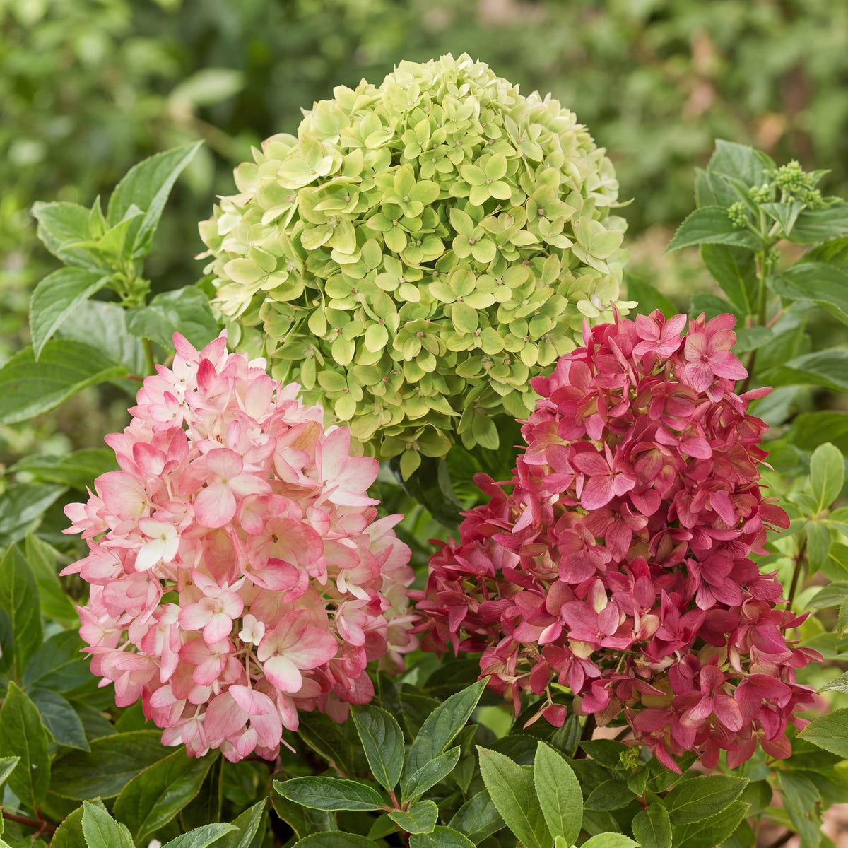 Green boutiQ - Tuinplant - Hydrangea panniculata Groundbreaker Blush -Greeny - Ruby - Pluimhortensia - Compact - Roze-Groen-Rood - 3 Planten - Pot 14cm - Hoogte 20-25cm