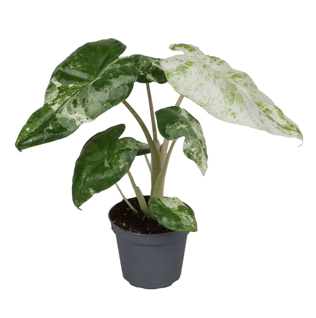 Alocasia Odora Variegata - Variegated Night-Scented Lily - Green - Variegata - Tropical - Ø6cm - ↕15cm