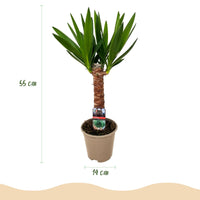 Green boutiQ - Kamerplant - Yucca elephantipes - Yucca - Weinig onderhoud - Groen - 1 - Pot 14cm - Hoogte 55cm