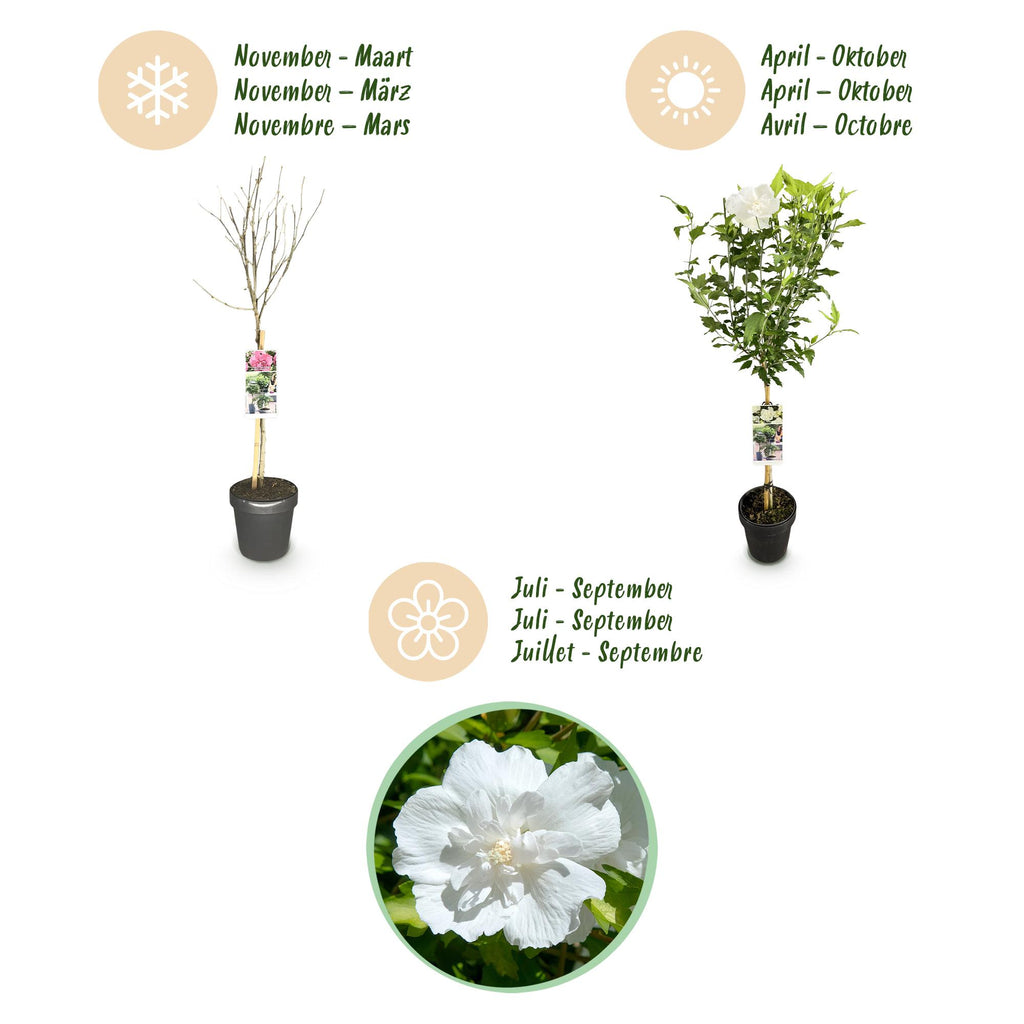 Green boutiQ - Plante sur tige - Hibiscus syriacus White Chiffon® - Plante de terrasse - Caduc - Rustique - Fleur blanche - Pot 19 cm Hauteur 90 cm