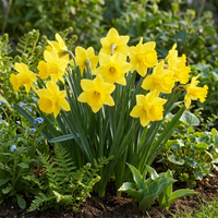 60x Narcissus Carlton - Gele narcis - Geel - Voorjaarsbloeier - Bolmaat 12/14