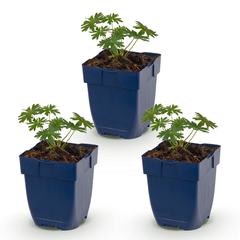 Green boutiQ - Vasteplant - Geranium sang. Album - Ooievaarsbek - Bodembedekkend - Wit - 3 Planten - Pot 11cm - Hoogte 15-25cm