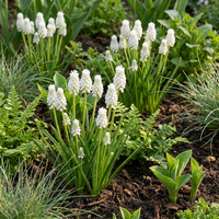 200x Muscari White Magic - Witte druifhyacint - Wit - Verwilderingsbol - Bolmaat 6/7