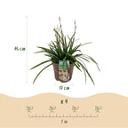 Green boutiQ - Graminées ornementales - Carex morrowii Irish Green - Vert & Jaune - 4 Plantes - Persistant - Peu d'entretien - Pot 17cm Hauteur 50cm