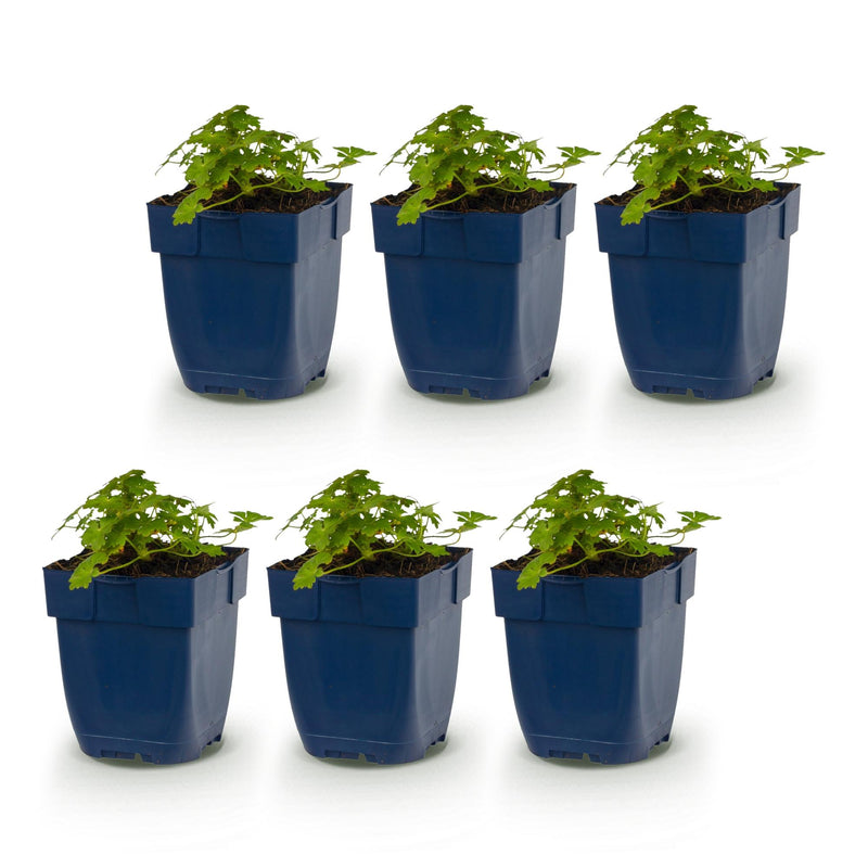 Green boutiQ - Vasteplant - Geranium macr. Spessart - Ooievaarsbek - Bodembedekkend - Wit-Roze - 6 Planten - Pot 11cm - Hoogte 15-25cm