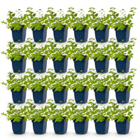 Green boutiQ - Perennial - Nepeta faassenii 'Six Hills Giant' - Catnip - Bee and butterfly attractors - Purple - 24 Plants - Pot 11cm - Height 15-25cm