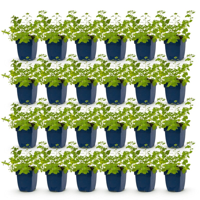 Green boutiQ - Perennial - Nepeta faassenii 'Six Hills Giant' - Catnip - Bee and butterfly attractors - Purple - 24 Plants - Pot 11cm - Height 15-25cm