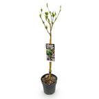 GreenboutiQ - Plante sur tige - Hibiscus syriacus Starburst Chiffon® - Plante de terrasse - Feuilles caduques - Rustique - Fleurs blanc-rose - Pot 19 cm, hauteur 90 cm