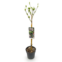 GreenboutiQ - Plante sur Tige - Hibiscus syriacus Starburst Chiffon® - Plante de Terrasse - Feuilles Caduques - Résistant à l'Hiver - Fleur Blanc-Rose - Pot 19cm Hauteur 90cm