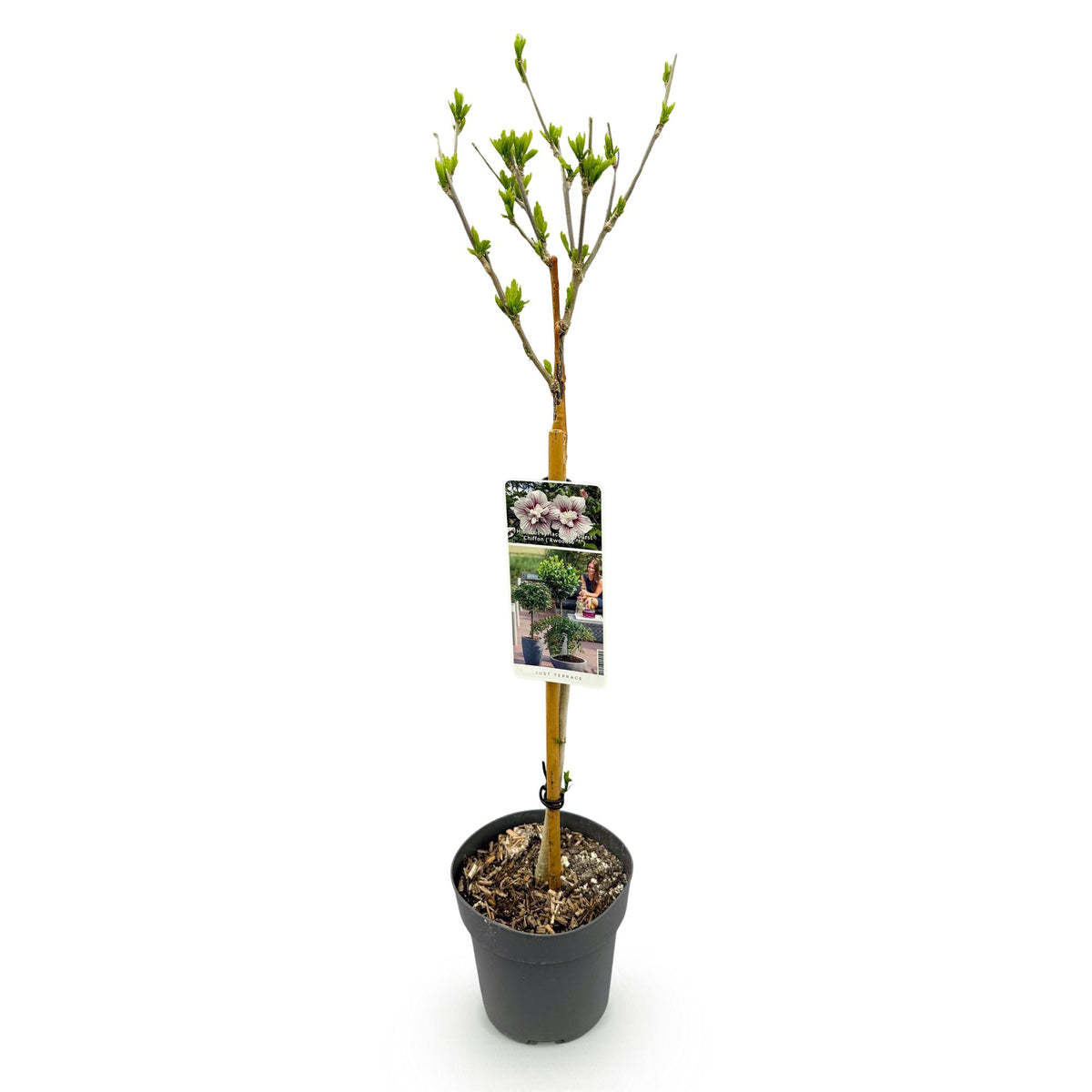 GreenboutiQ - Plante sur tige - Hibiscus syriacus Starburst Chiffon® - Plante de terrasse - Feuilles caduques - Rustique - Fleurs blanc-rose - Pot 19 cm, hauteur 90 cm
