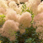 Green boutiQ - Plante de jardin - Cotinus coggygria Young Lady - Vert 3 Plantes - Caduc - Peu d'entretien - Pot 12cm Hauteur 35cm