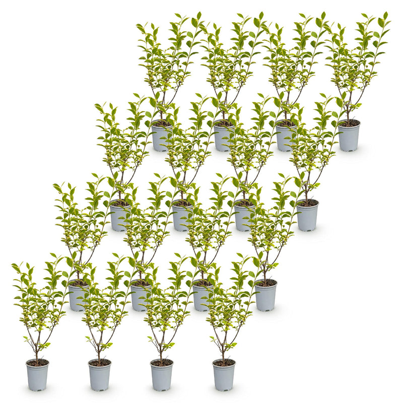 Green boutiQ - 16x Ligustrum ovalifolium Aureum - Bontbladige Liguster - Haagplanten - Groenblijvend - Bont - Pot 9cm - Hoogte 35-45cm