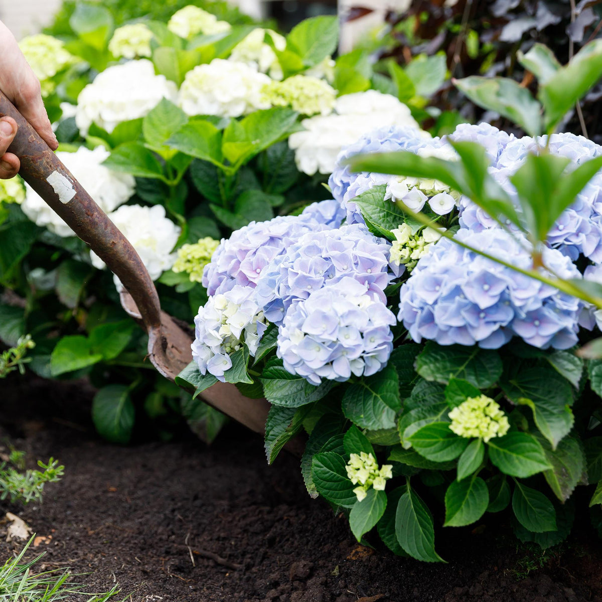 Green boutiQ - Plante de terrasse - Hortensia - Hydrangea Forever & Ever - Bleu - 7-12 fleurs - 2 plantes - Pot 23cm Hauteur 55cm