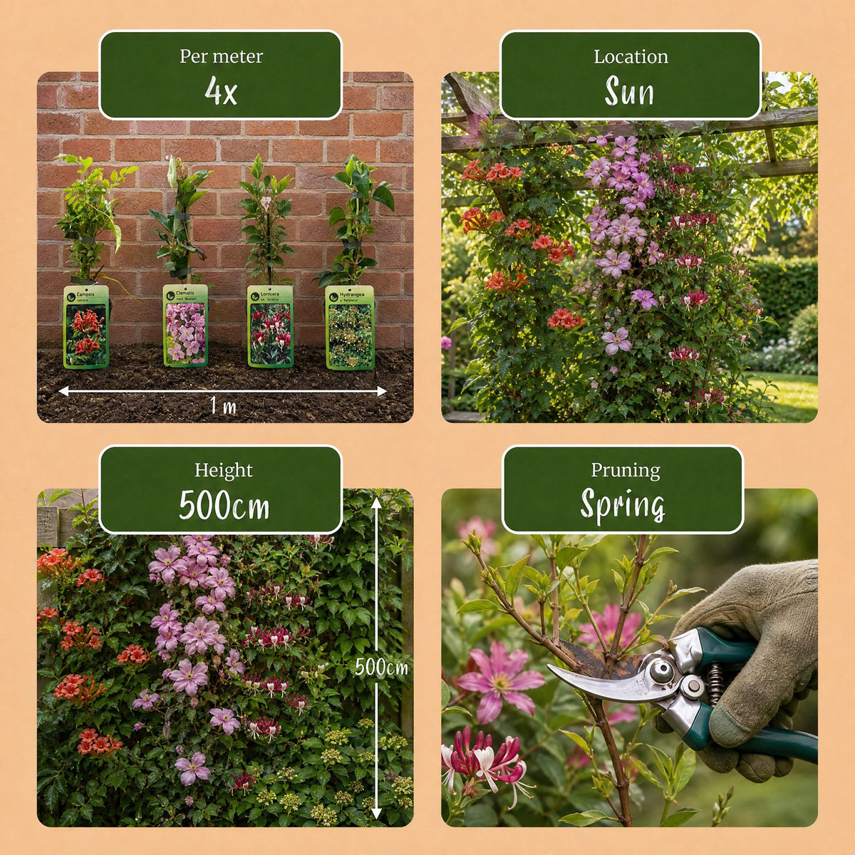 12x Klimplanten Rainbow Colourfull - Rainbow Colorful Climbing Plants - Light Pink - White - Purple - Climber - Ø9cm - ↕35cm