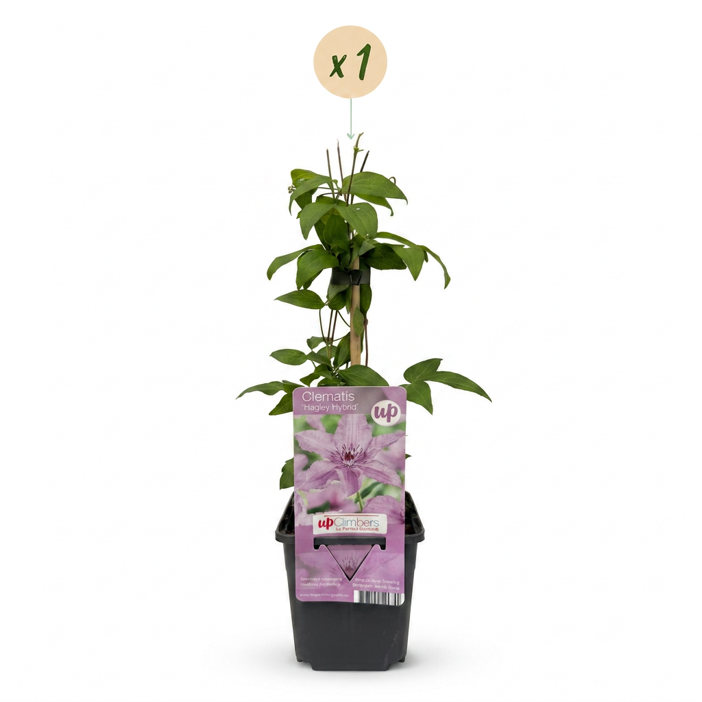 Clematis Hagley Hybrid - Bosrank Hagley Hybrid - Roze - Klimplant - Ø9cm - ↕35cm
