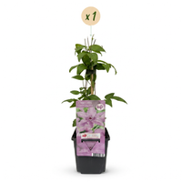 Clematis Hagley Hybrid - Bosrank Hagley Hybrid - Roze - Klimplant - Ø9cm - ↕35cm