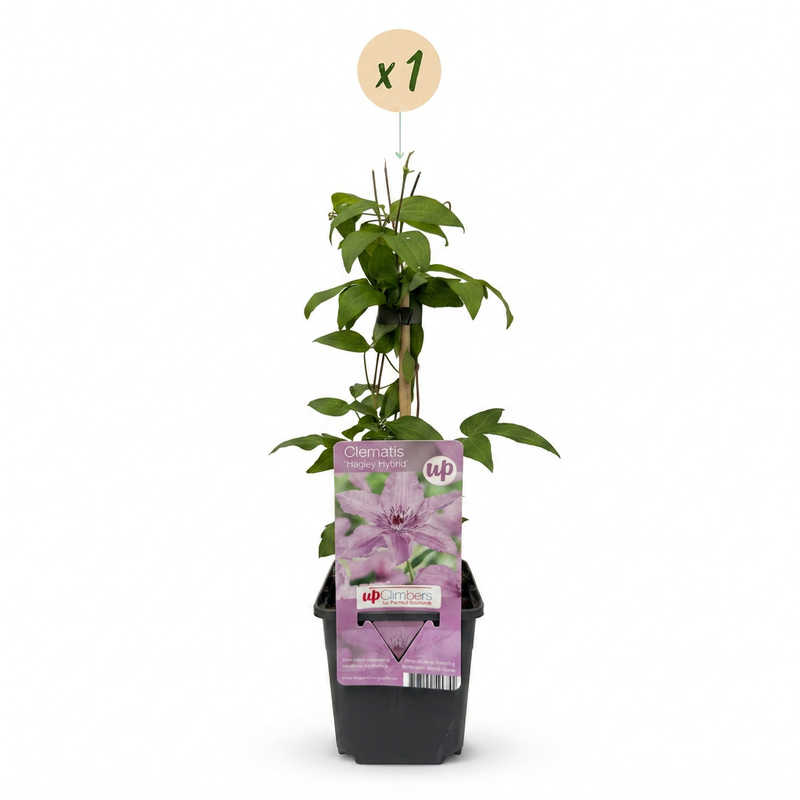 Clematis Hagley Hybrid - Bosrank Hagley Hybrid - Roze - Klimplant - Ø9cm - ↕35cm