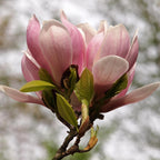 Green boutiQ - Arbustes - Magnolia Soulangiana - Fleurs rose clair - 1 plante - Caduc - Peu d'entretien - Pot 17cm Hauteur 45cm