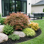 Green boutiQ - Plante de jardin - Acer palmatum Jerre Swarts - Érable du Japon - Caduc - Orange-Rouge - 1 - Pot 26cm - Hauteur 90cm