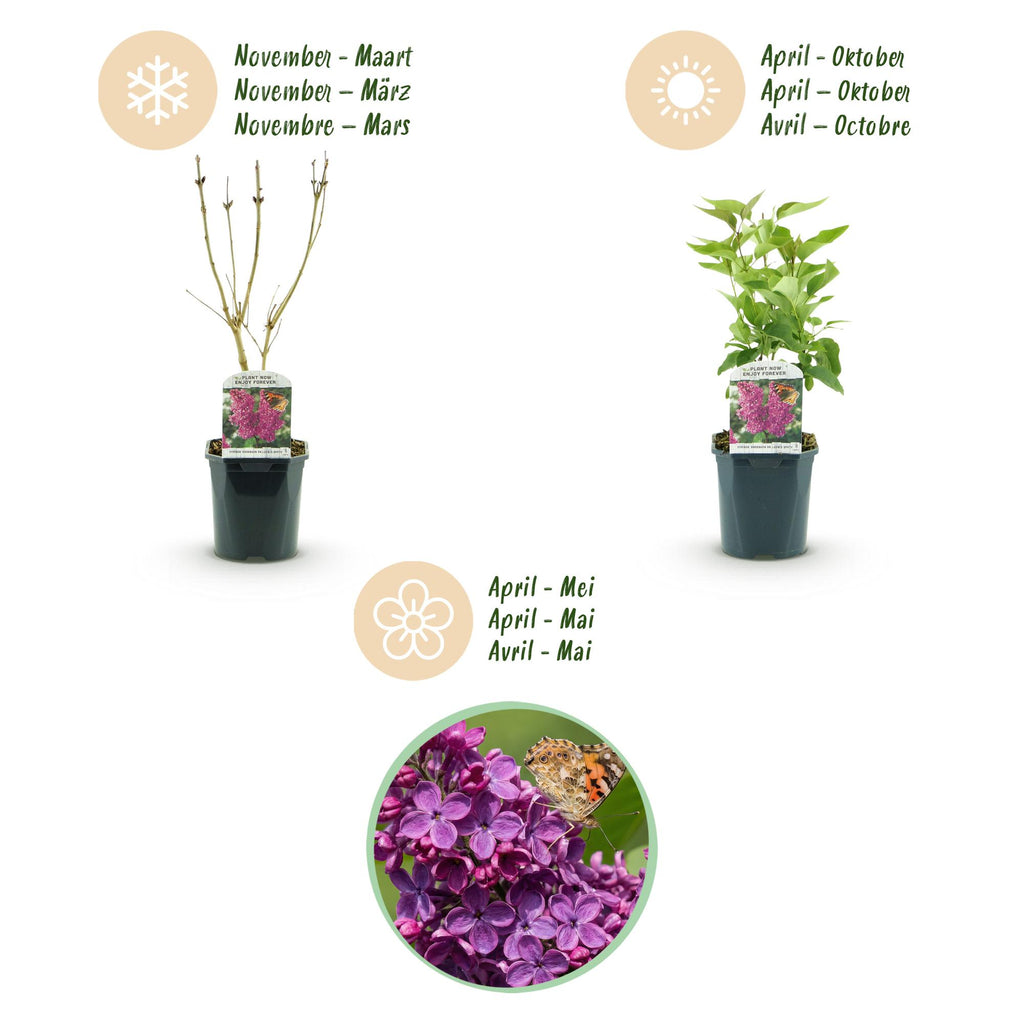 Green boutiQ - Plante de jardin - Syringa vulgaris Ludwig Spath - Lilas commun - Rustique - Violet - 1 Plante - Pot 17cm - Hauteur 45cm