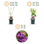 Green boutiQ - Plante de jardin - Syringa vulgaris Ludwig Spath - Lilas commun - Rustique - Violet - 1 Plante - Pot 17cm - Hauteur 45cm