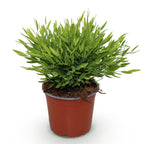 Green boutiQ - Plante d'intérieur - Bamusa Pogonatherum Monica - Bambou d'intérieur - Plante adaptée aux animaux de compagnie - Vert - 1 plante - Pot 12 cm - Hauteur 20 cm