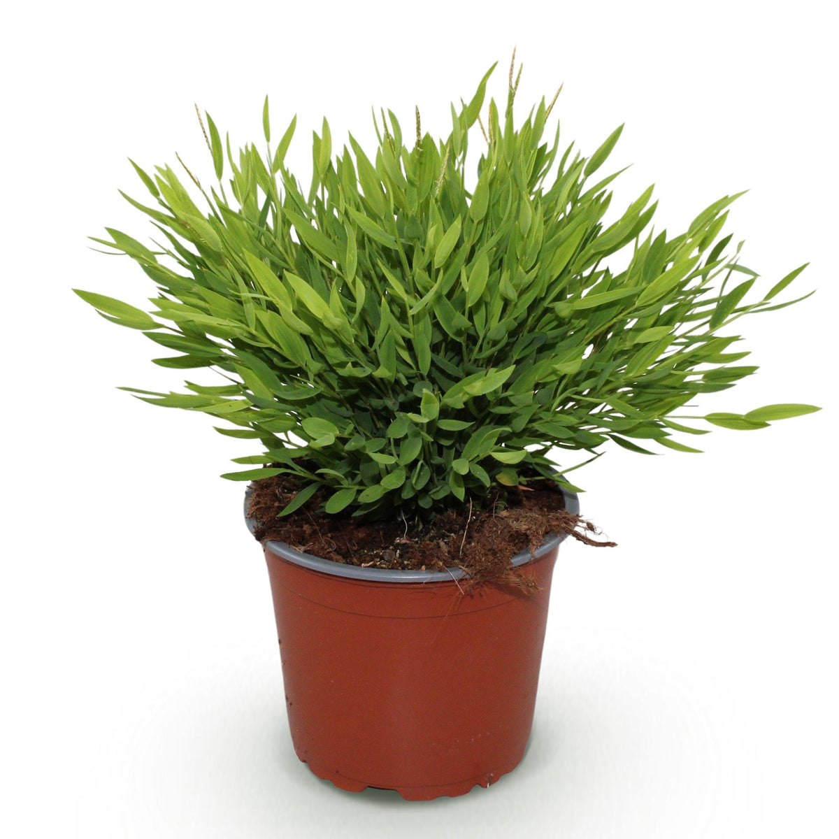 Green boutiQ - Plante d'intérieur - Bamusa Pogonatherum Monica - Bambou d'intérieur - Plante adaptée aux animaux de compagnie - Vert - 1 plante - Pot 12 cm - Hauteur 20 cm