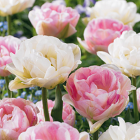 24x Tulipa Double Sensation - Gevulde tulp - Diversen - Voorjaarsbloeier - Bolmaat 11/12