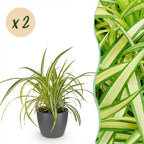 Green boutiQ - Zimmerpflanze - Chlorophytum comosum Variegatum - Bunte Grünlilie - Haustierfreundliche Pflanze - Grün - 2 Pflanzen - mit Topf Grau - Topf 12cm - Höhe 20cm