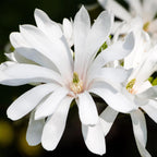Green boutiQ - Gartenpflanze - Magnolia stellata Royal Star - Blüte Weiß - 1 Pflanze - Laubabwerfend - Pflegeleicht - Topf 12cm Höhe 30cm