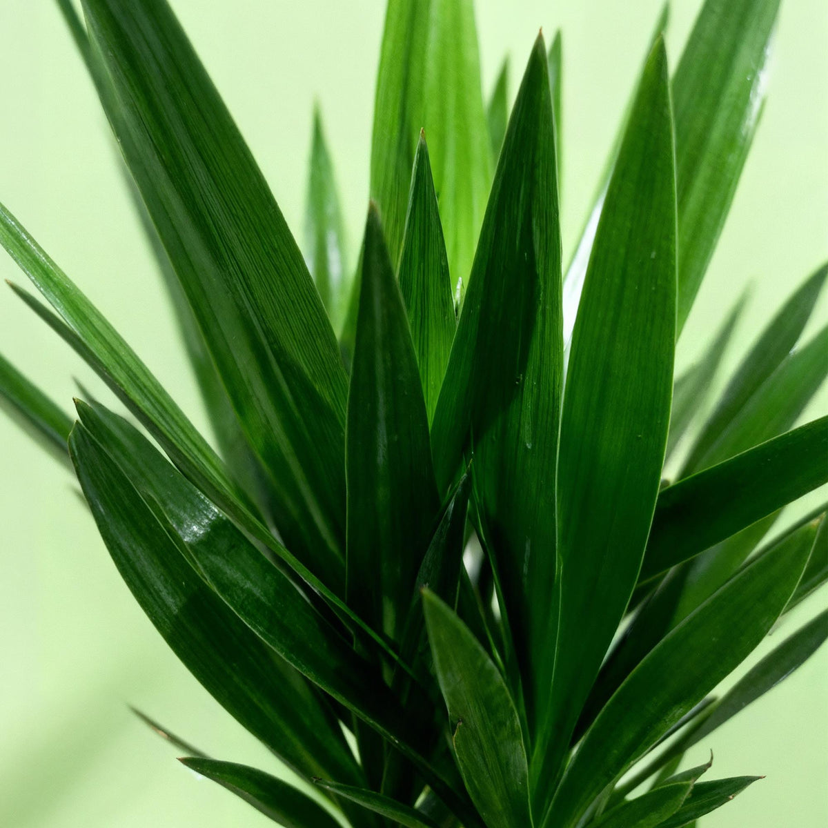 Green boutiQ - Plante d'intérieur - Yucca elephantipes - Yucca - Peu d'entretien - Vert - 1 - Pot 24cm - Hauteur 140cm
