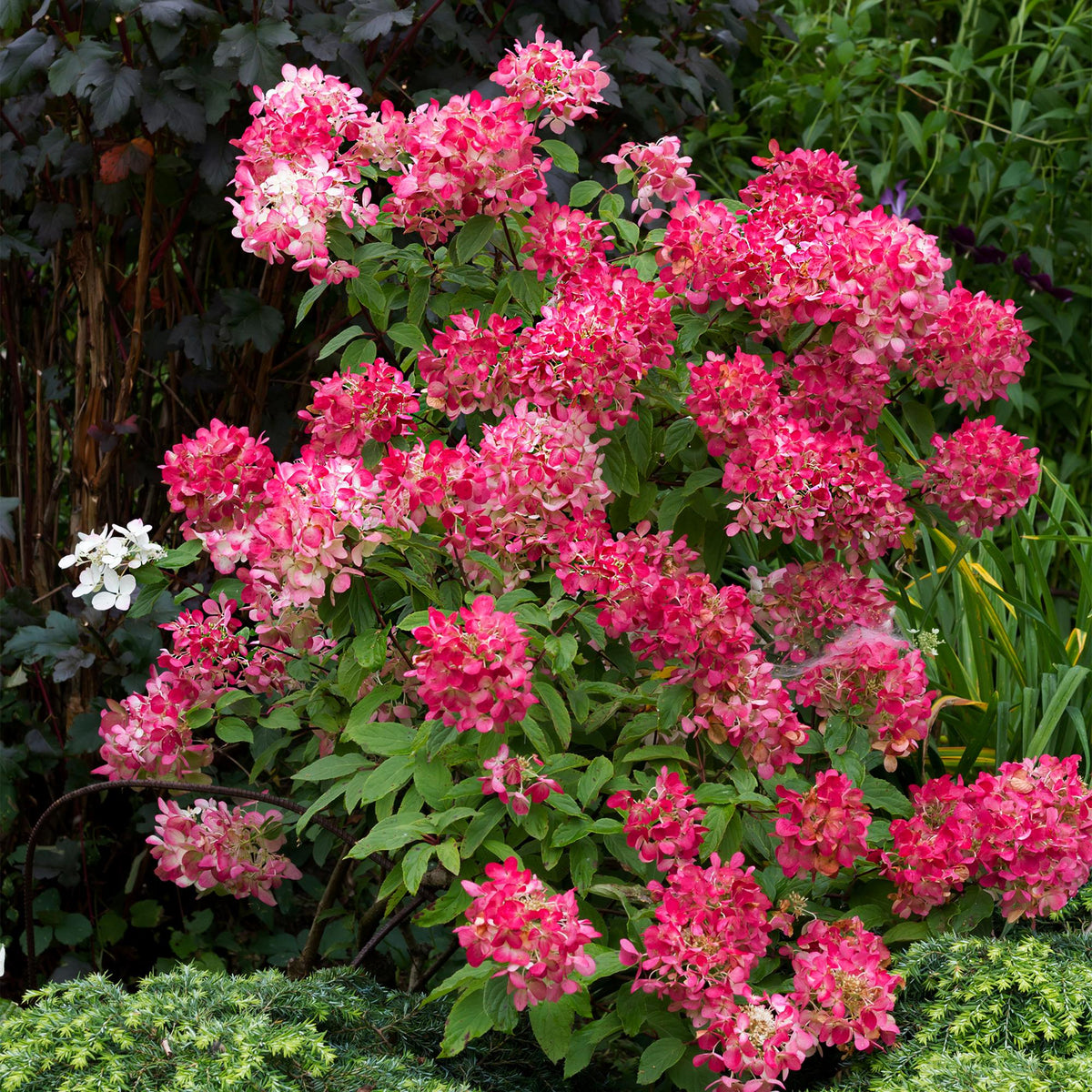 Green boutiQ - Hydrangée paniculée - Hydrangea paniculata Pink Diamond - Fleurs blanches et roses - 3 plantes - 1 m2 - Caduc - Grandes fleurs - Pot 17 cm - Hauteur 50 cm