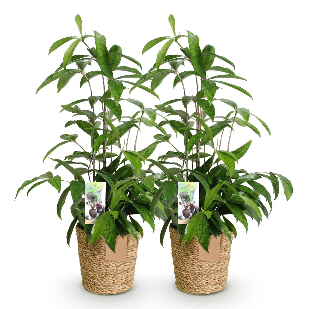 Green BoutiQ - Green is... Plantes d'intérieur - Dracaena surculosa - Dragonnier - Entretien facile - avec panier - Vert - 2 Plantes - Pot 17cm - Hauteur 60-70cm