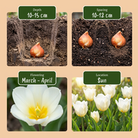 30x Tulipa Triumph White - Triomftulp - Wit - Voorjaarsbloeier - Bolmaat 11/12