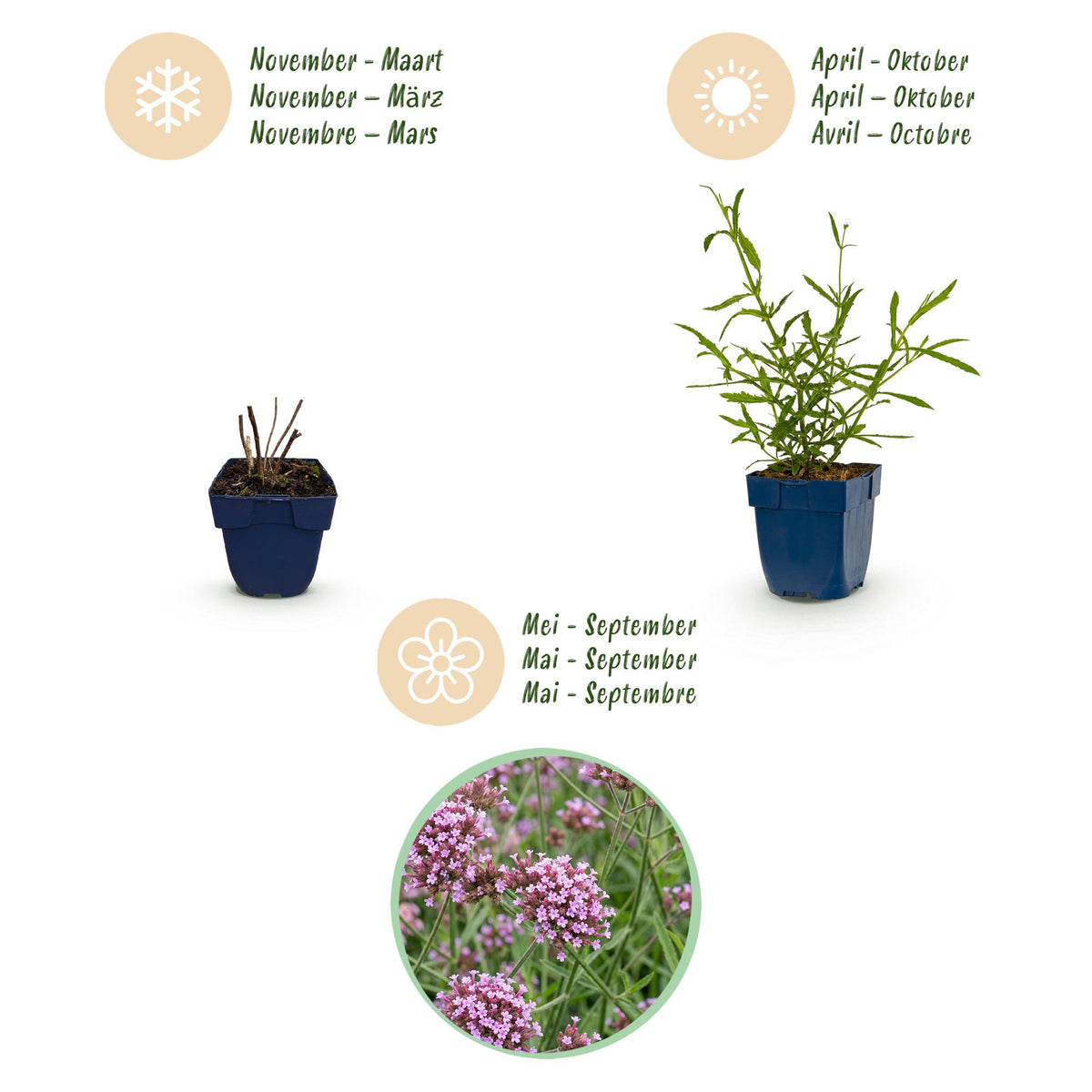 Green boutiQ - Plante vivace - Verbena bonariensis Lollipop - Verveine de Buenos Aires - Attire les abeilles et les papillons - Violet - 12 plantes - Pot 11 cm - Hauteur 15-25 cm