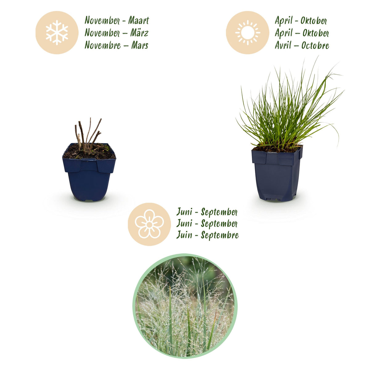 Green boutiQ - Grasses - Panicum virg. Northwind - Prairie Grain - With Plume - Green - 6 Plants - Pot 11cm - Height 15-25cm