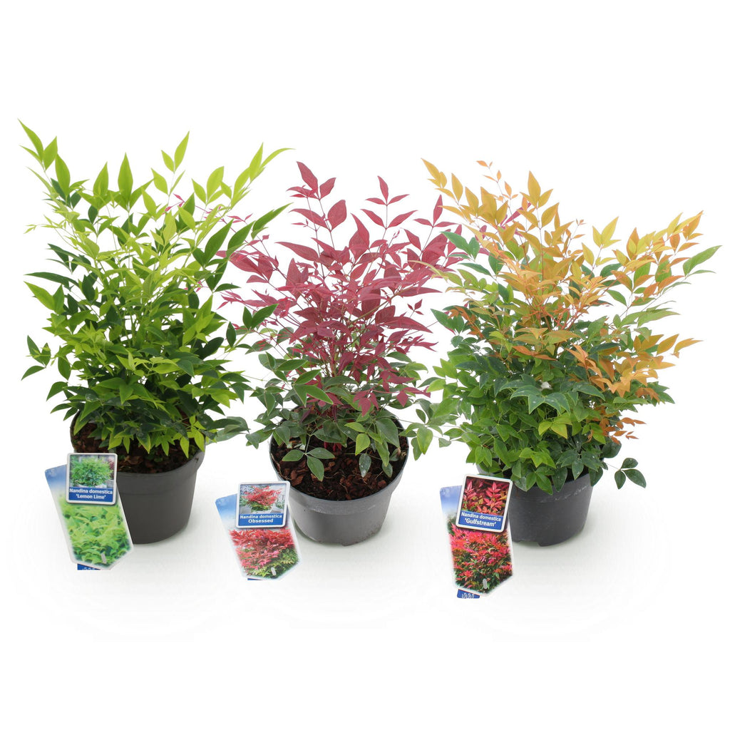 Green boutiQ - Gartenpflanze - Nandina Tricolour - Gelb & Rot & Orange - 3 Pflanzen - Immergrün - Pflegeleicht - Topf 17cm Höhe 45cm