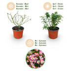 Green boutiQ - Tuin Roos - Rosa Cutie Pie - Roos - Winterhard - Roze - 1 Plant - Pot 12cm - Hoogte Hoogte 20-25cm