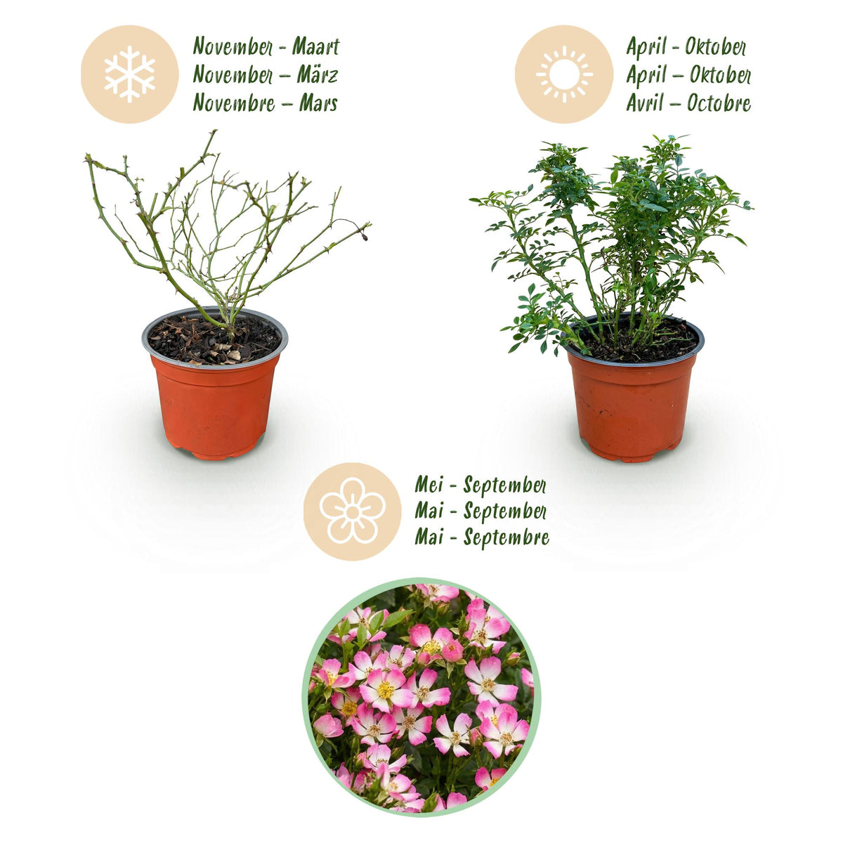 Green boutiQ - Rosier de jardin - Rosa Cutie Pie - Rosier - Rustique - Rose - 1 plante - Pot 12 cm - Hauteur 20-25 cm