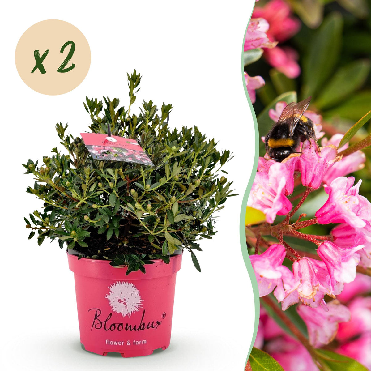 Green boutiQ - Rhododendron nain - Rhododendron Bloombux Magenta - Buis à fleurs - Entretien facile - Fleur rose - 2 plantes - Pot 23 cm - Hauteur 45-55 cm