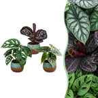 3x Baby Jungle Mix - Various colours - Tropical - incl. Copper Reef - Ø6cm - ↕10-15cm