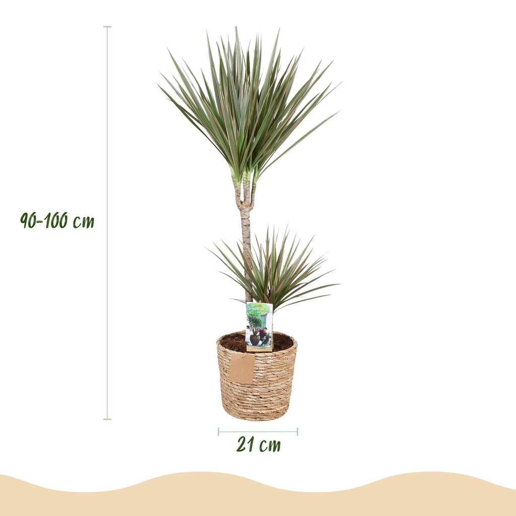 Green BoutiQ - Green is... Plantes d'intérieur - Dracaena Marginata Bicolor - Dragonnier - Entretien facile - avec panier - Vert - 1 plante - Pot 21cm - Hauteur 90-100cm
