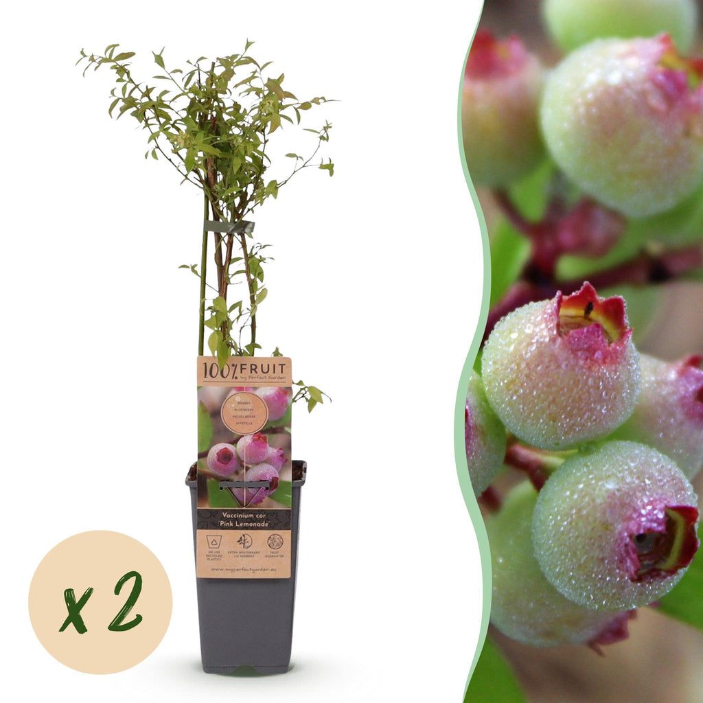 Green boutiQ - Plant fruitier - Vaccinium cor. Pink Lemonade - Myrtille rose - Rustique - Baie rose - 2 plantes - Pot 15cm - Hauteur 50cm