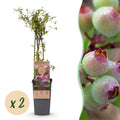 Green boutiQ - Plant fruitier - Vaccinium cor. Pink Lemonade - Myrtille rose - Rustique - Baie rose - 2 plantes - Pot 15cm - Hauteur 50cm
