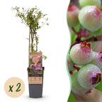 Green boutiQ - Plant fruitier - Vaccinium cor. Pink Lemonade - Myrtille rose - Rustique - Baie rose - 2 plantes - Pot 15cm - Hauteur 50cm