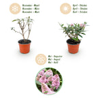 Green boutiQ - Gartenpflanze - Buddleja davidii Butterfly Candy Little Pink - Schmetterlingsflieder - Kompakt - Rosa - 1 Pflanze - Topf 12cm - Höhe 20-25cm