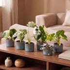 6x Baby Variegata Mix - Various colours - Tropical - incl. Linnea Misty Blue - Ø6cm - ↕10-15cm