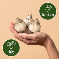 10x Allium Gladiator - Sierui - Paars - Zomerbloeier - Bolmaat 16/18