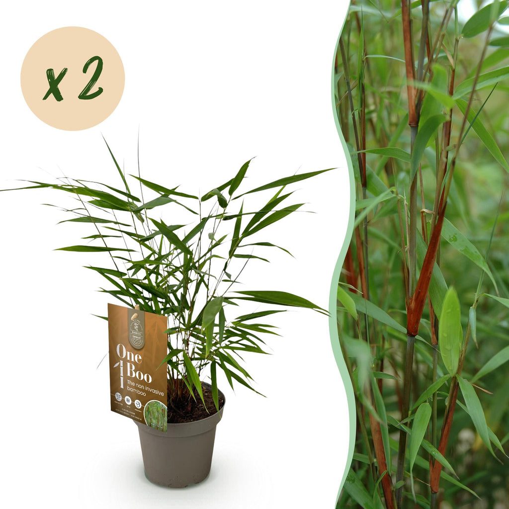 Green boutiQ - Gräser - Fargesia Asian Wonder - Nicht wuchernder Bambus - Immergrün - Grün - 2 Pflanzen - Topf 14 cm - Höhe 35 cm